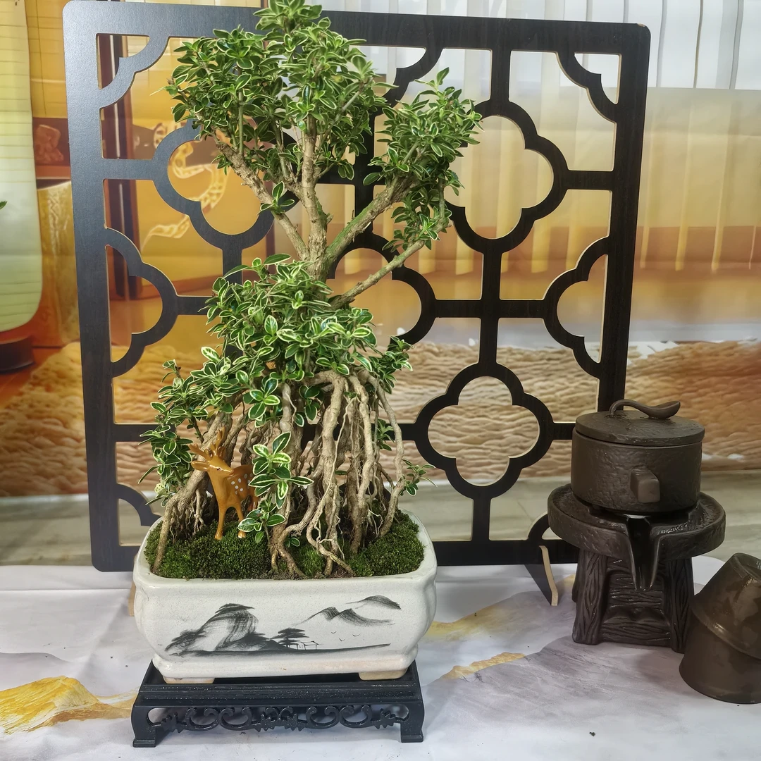 金边六月雪状元树老桩高提根盆景山水墨画瓷盆底座苔藓黄杨树小鹿