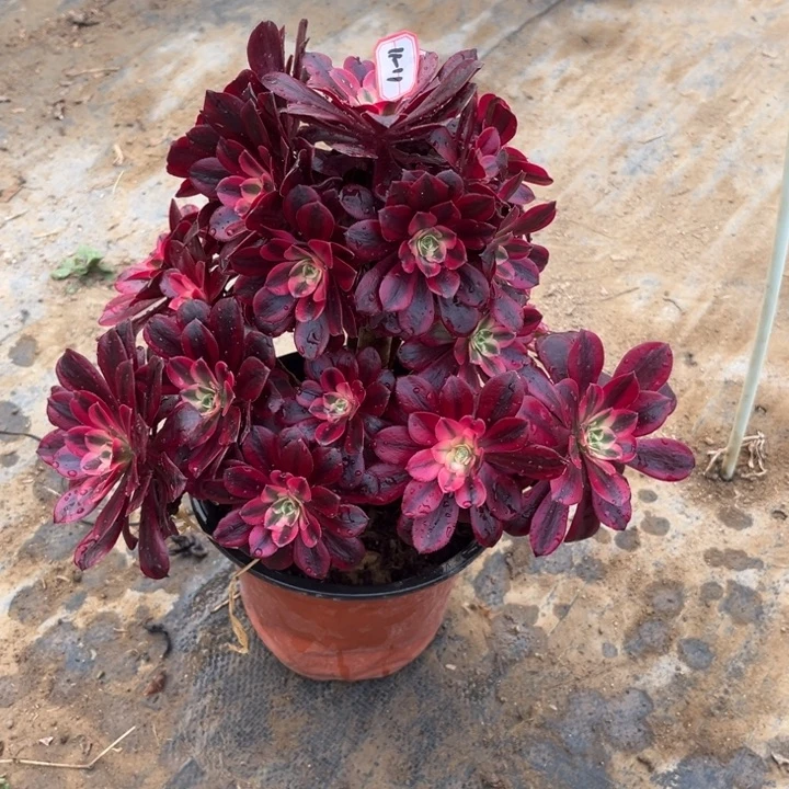 11-11美杜莎处理不售后多肉