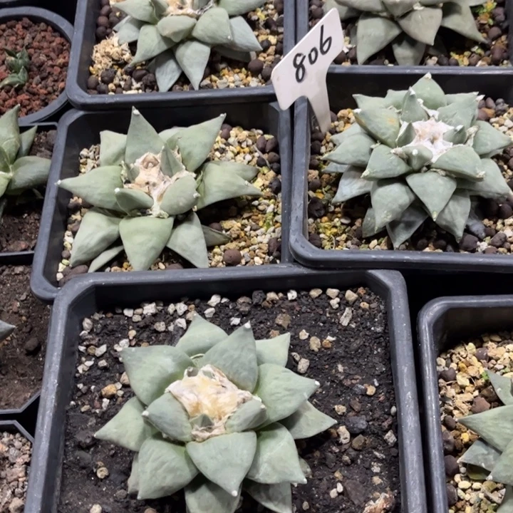 实生大岩牡丹好养