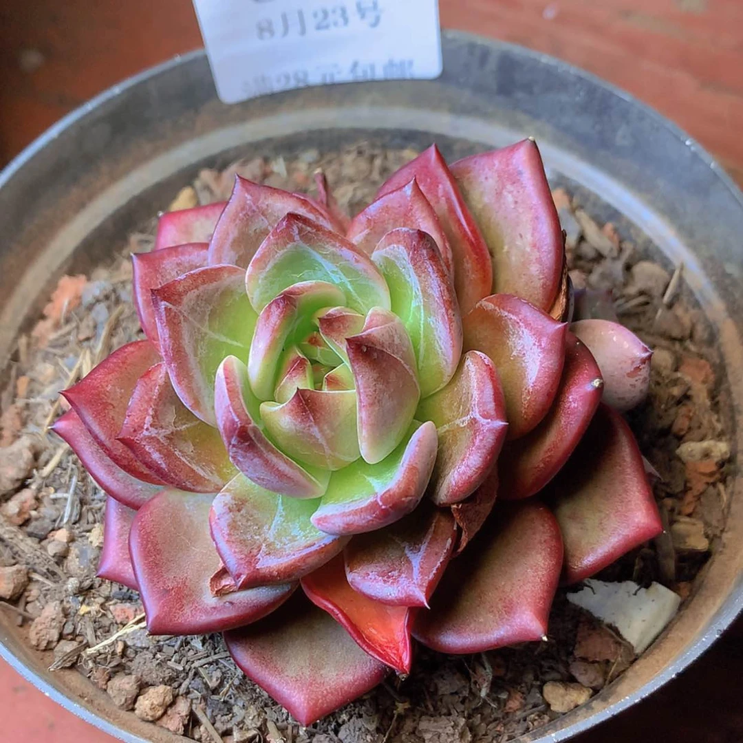 【闪购商品】云652号