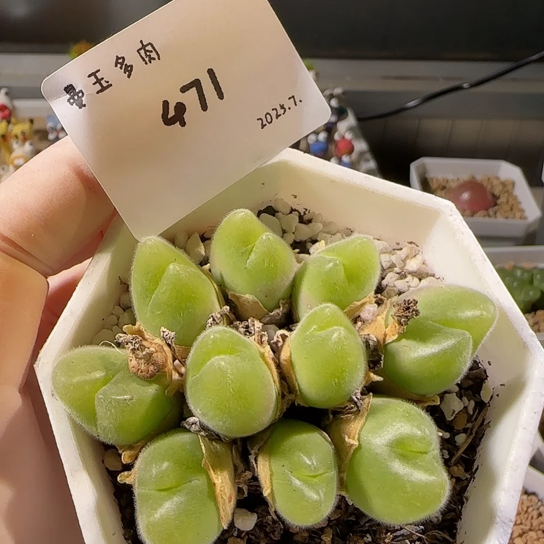多肉多肉多肉7.27-471