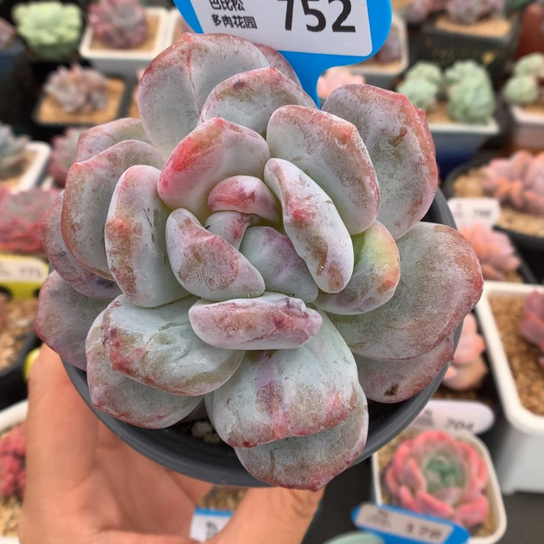 752梦露石化多肉植物