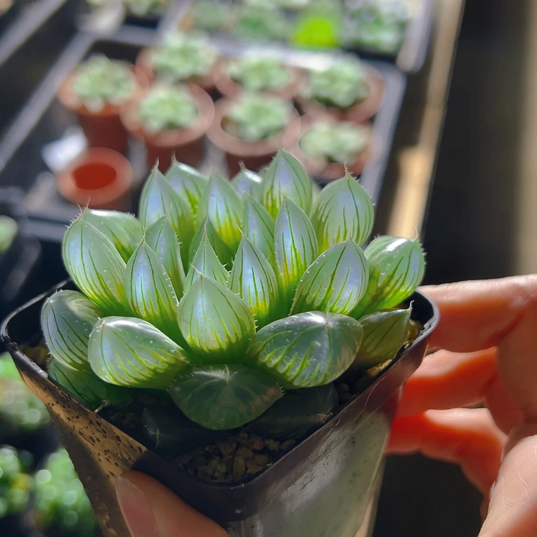 铭品Y4玉露多肉多肉