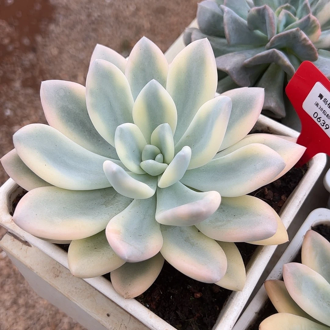 0639彩色奥普锦多肉植物
