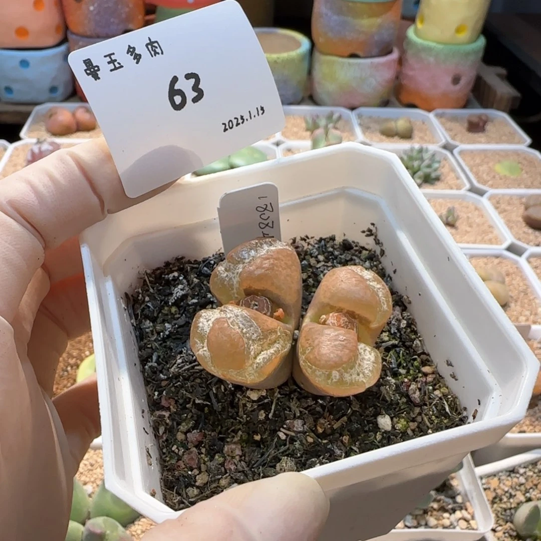 N**O多肉多肉多肉1.15-063