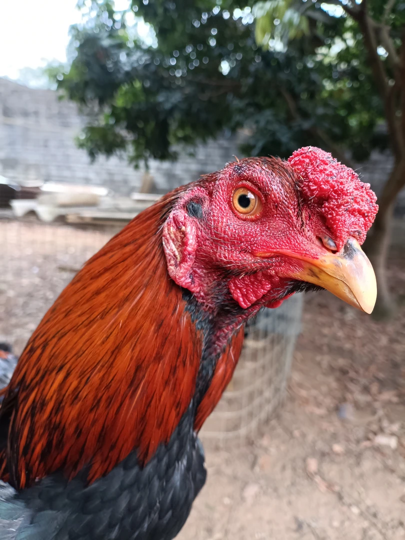 精品北海斗鸡 沟背打胸