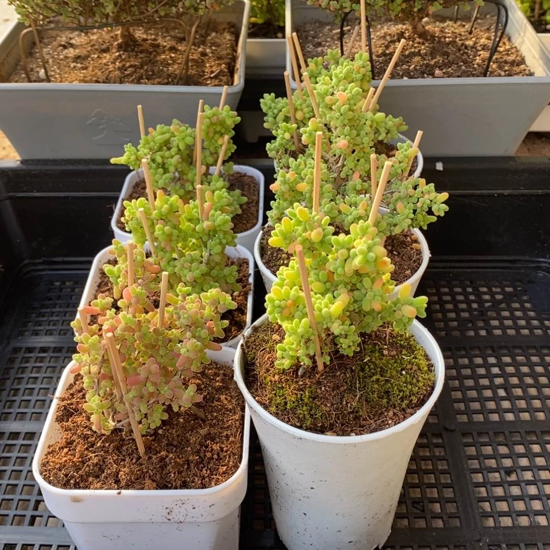 来***。枝干番杏多肉植物779