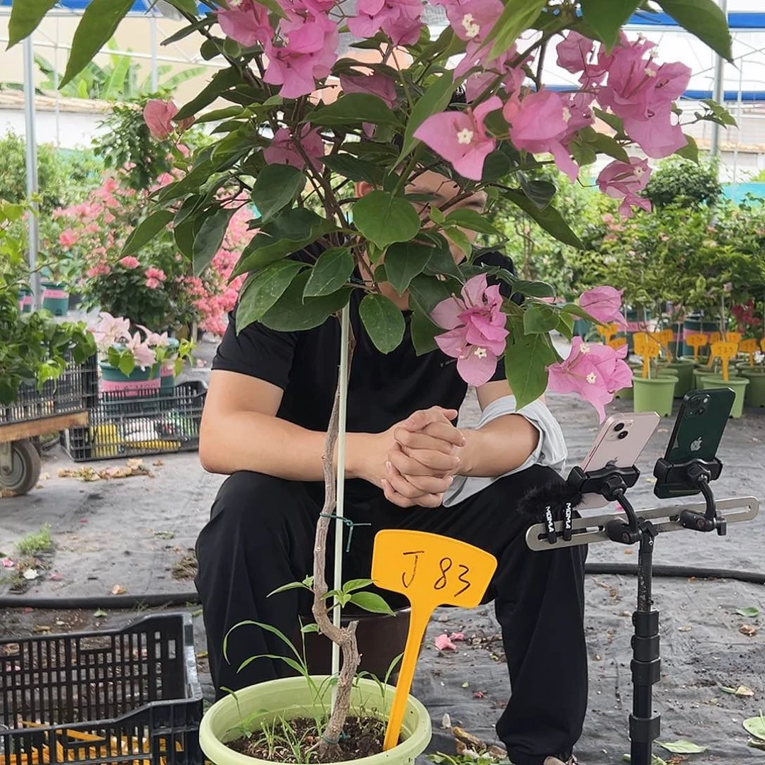 间***大部分开放少量花苞J83橙粉公主