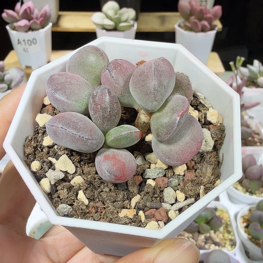 球球紫蛋水泡多肉植物