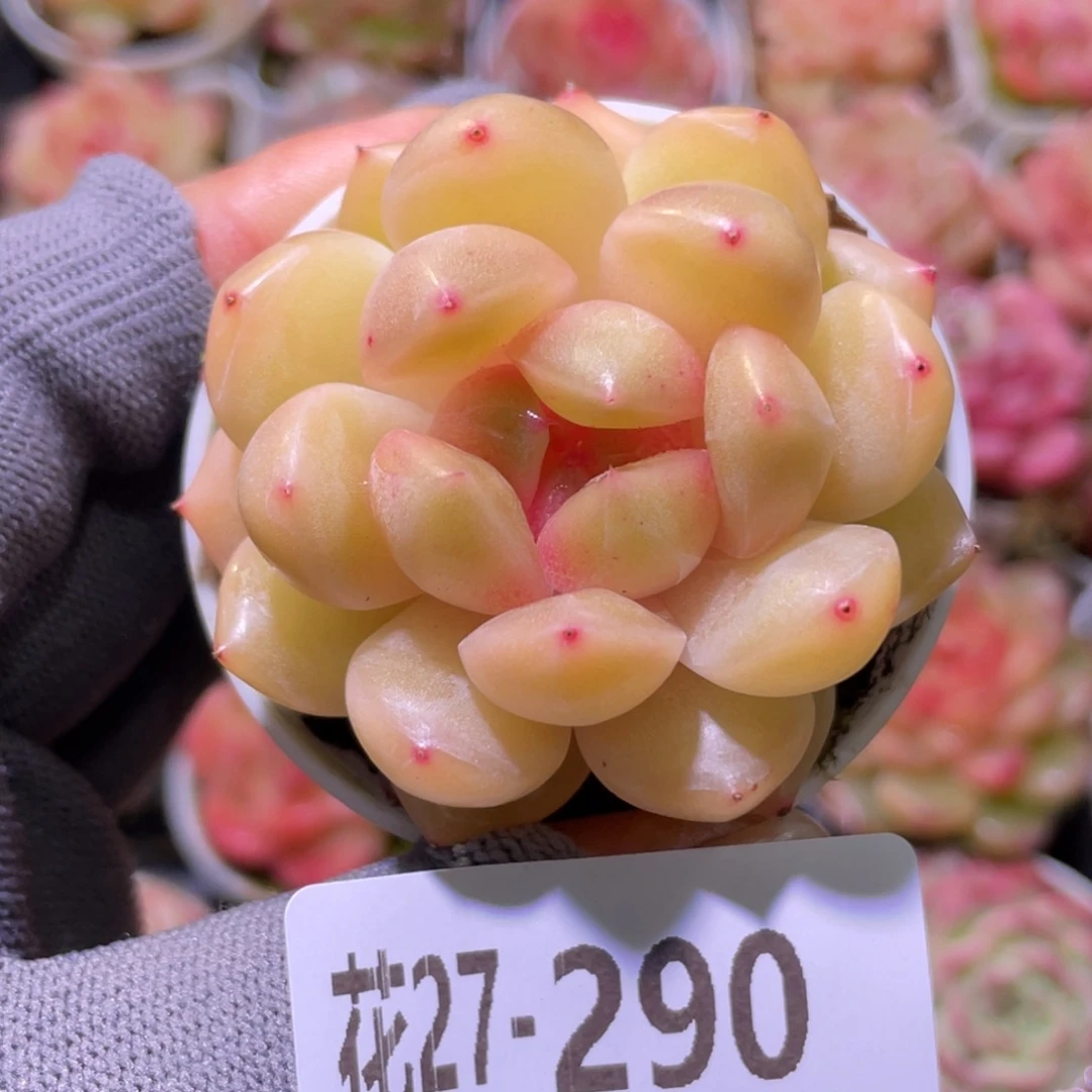 花利美27-290福利珍妮