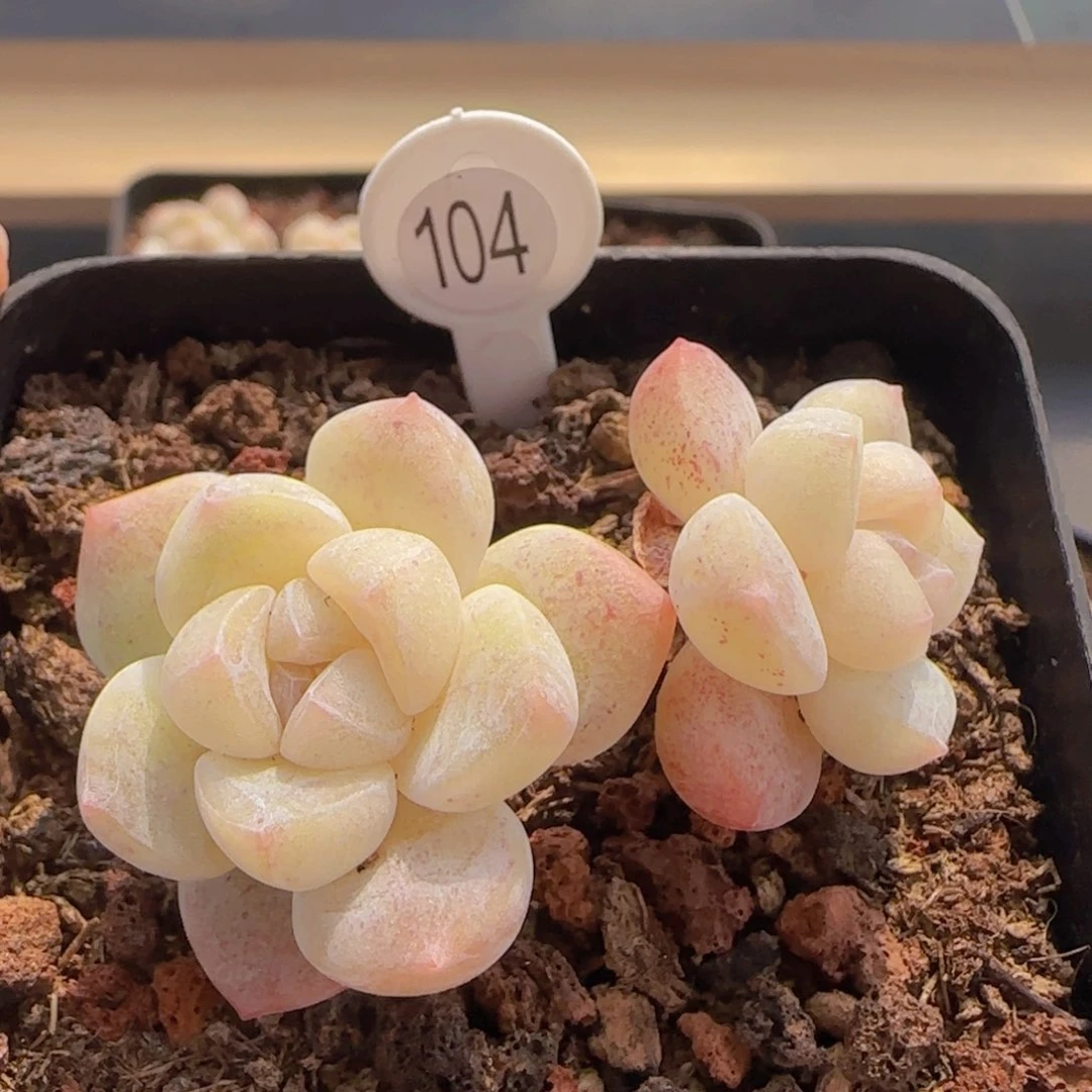 小脸钻纹冰玉优选多肉植物