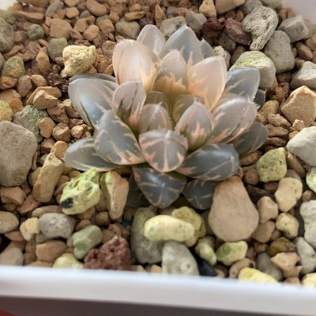 43糊斑霓虹灯玉露锦变异