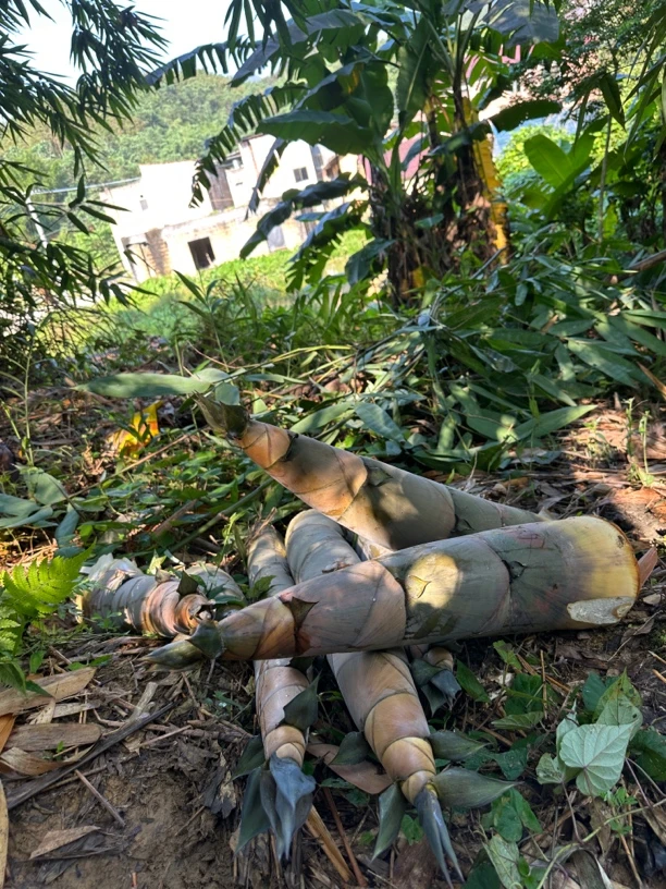 现挖带壳大头笋可做酸笋！可现炒！爽脆可口