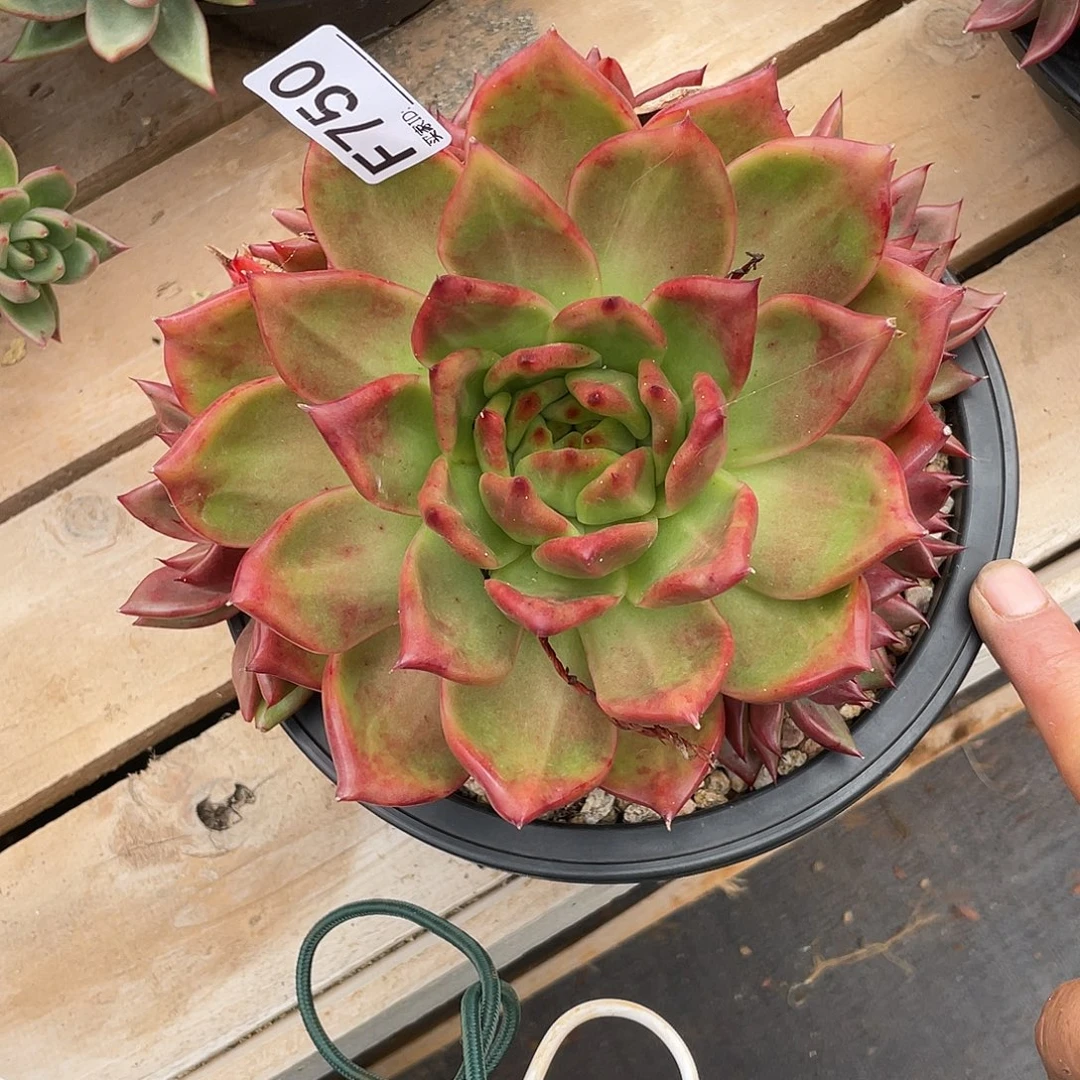若如东云单拍F750