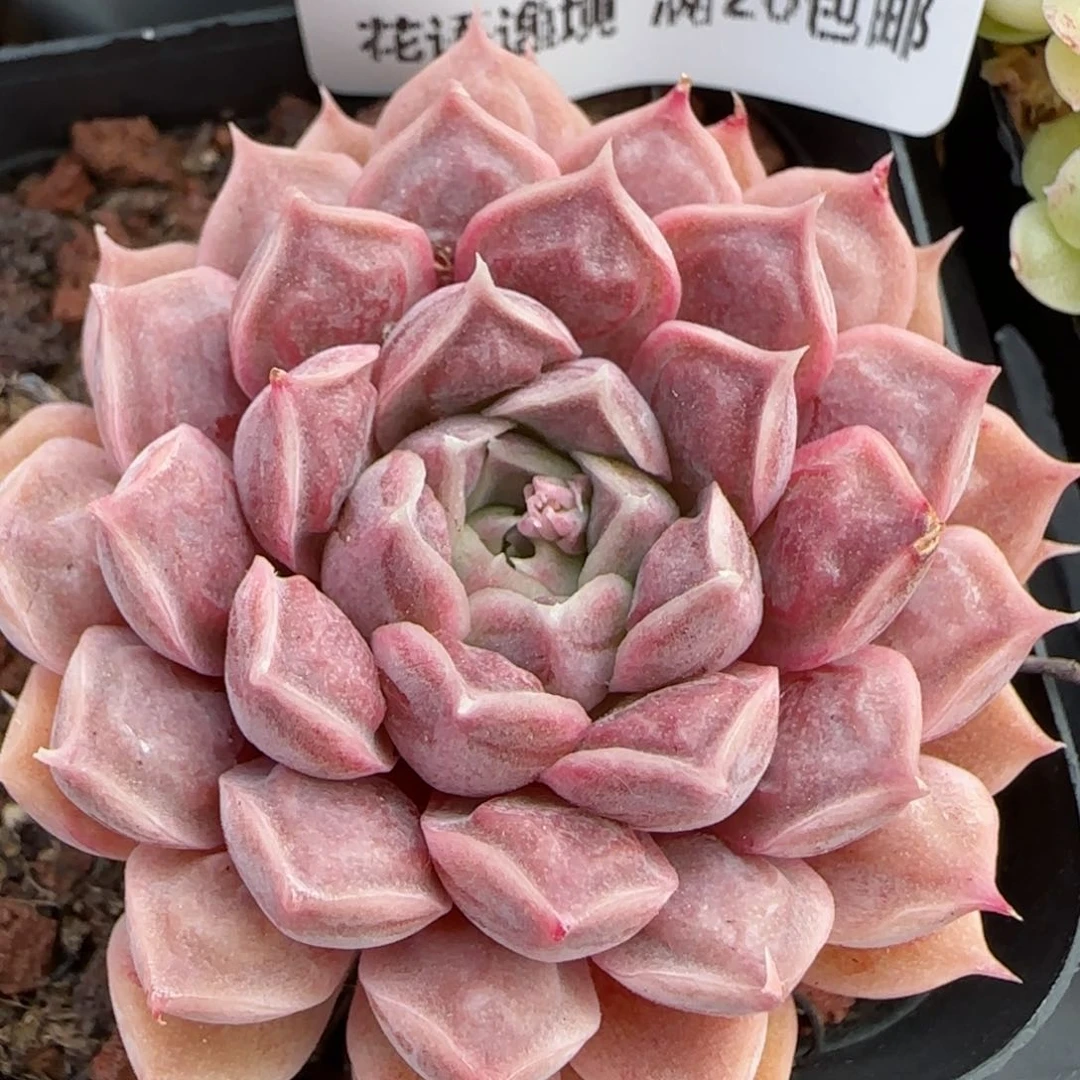 花语逸镜0208-527