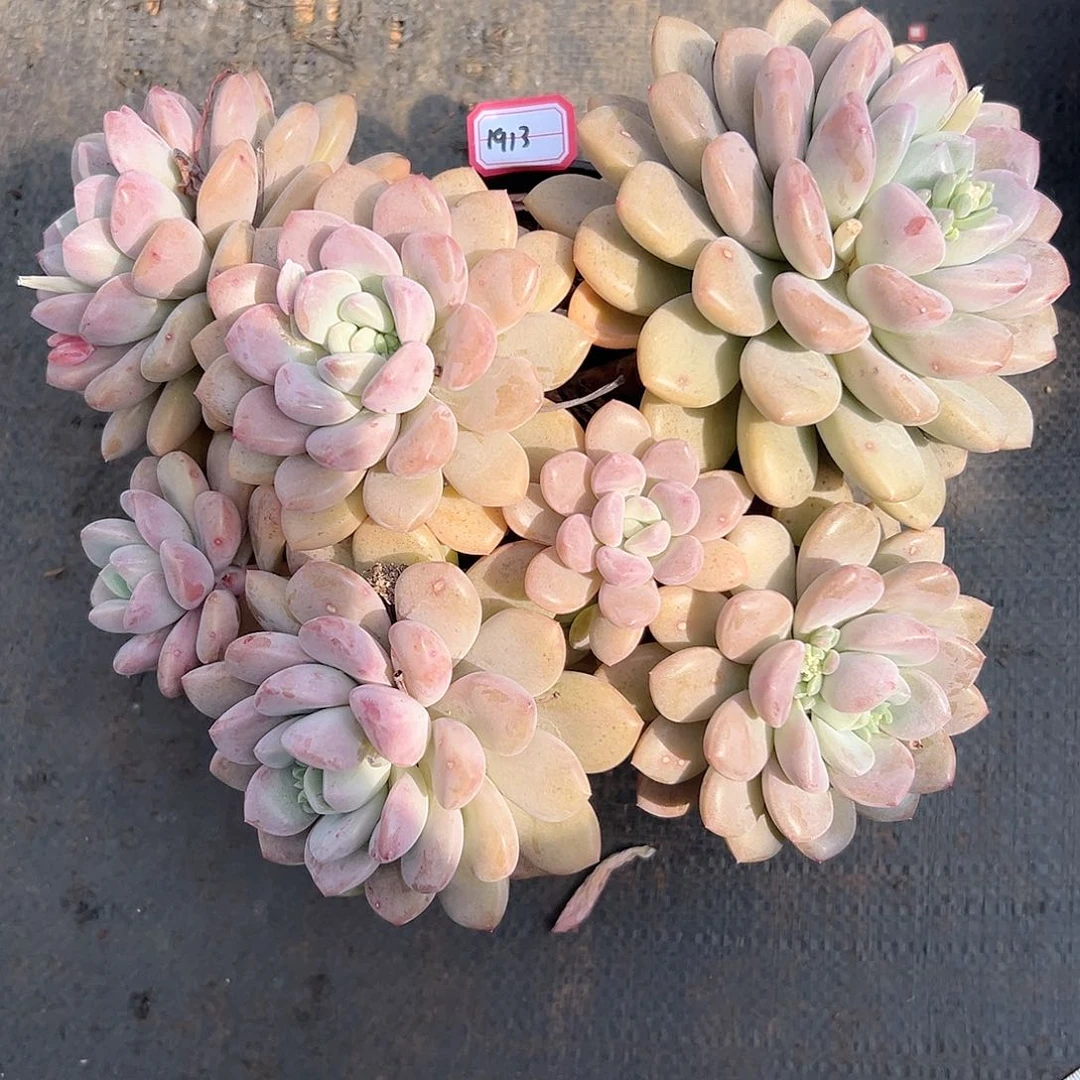 庭*白鹭多肉1913