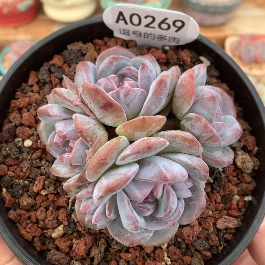 A0259 紫皮星影小老桩 无砍 9cm