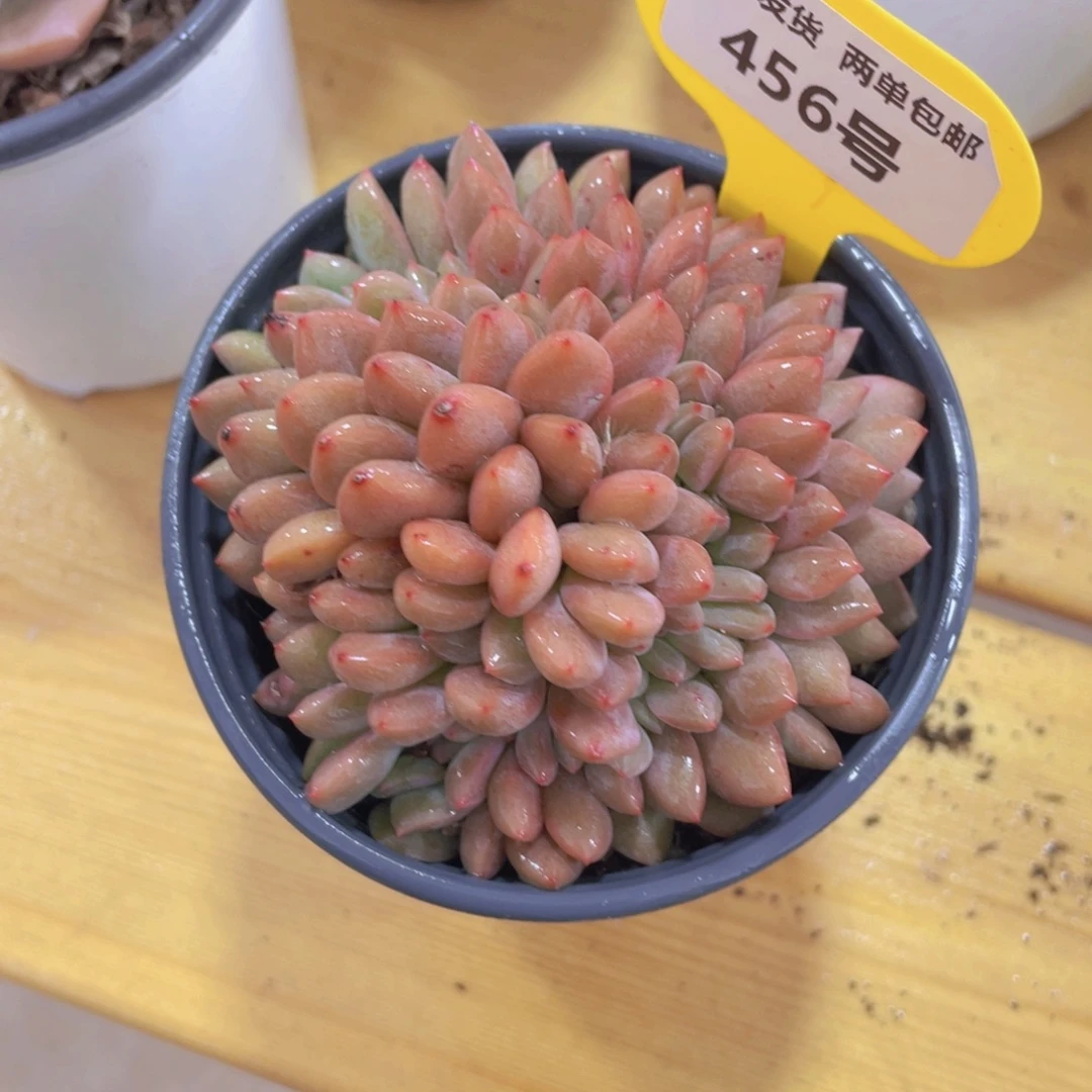 456号 丸叶凌雪缀化