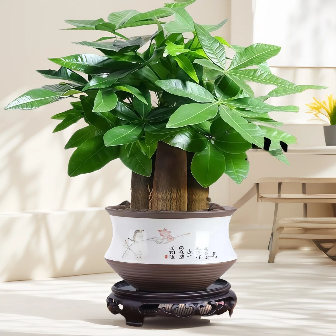 新发财树招财室内观叶植物旺宅好养易活客厅桌面绿植招财树办公室