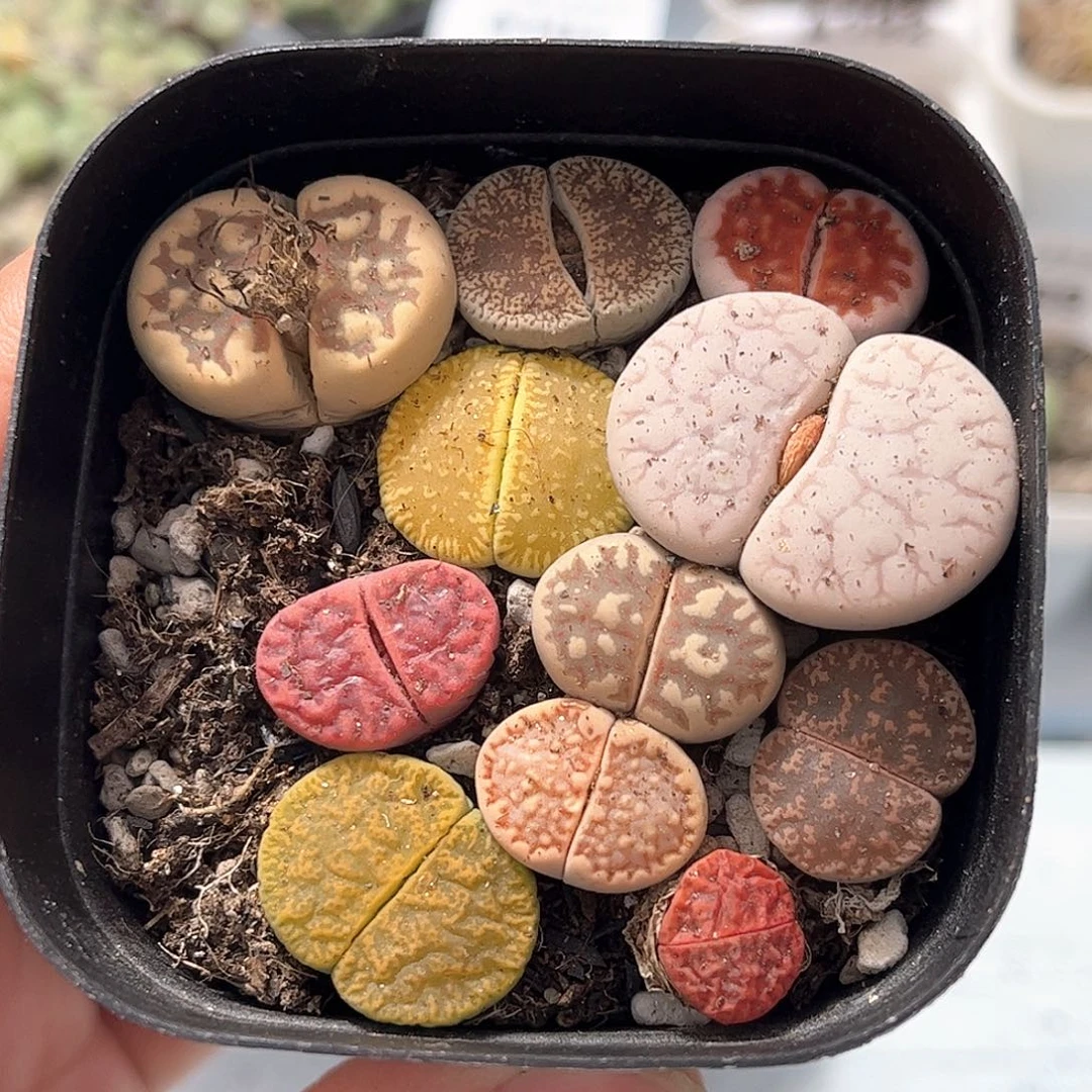 1106–番杏福利a196