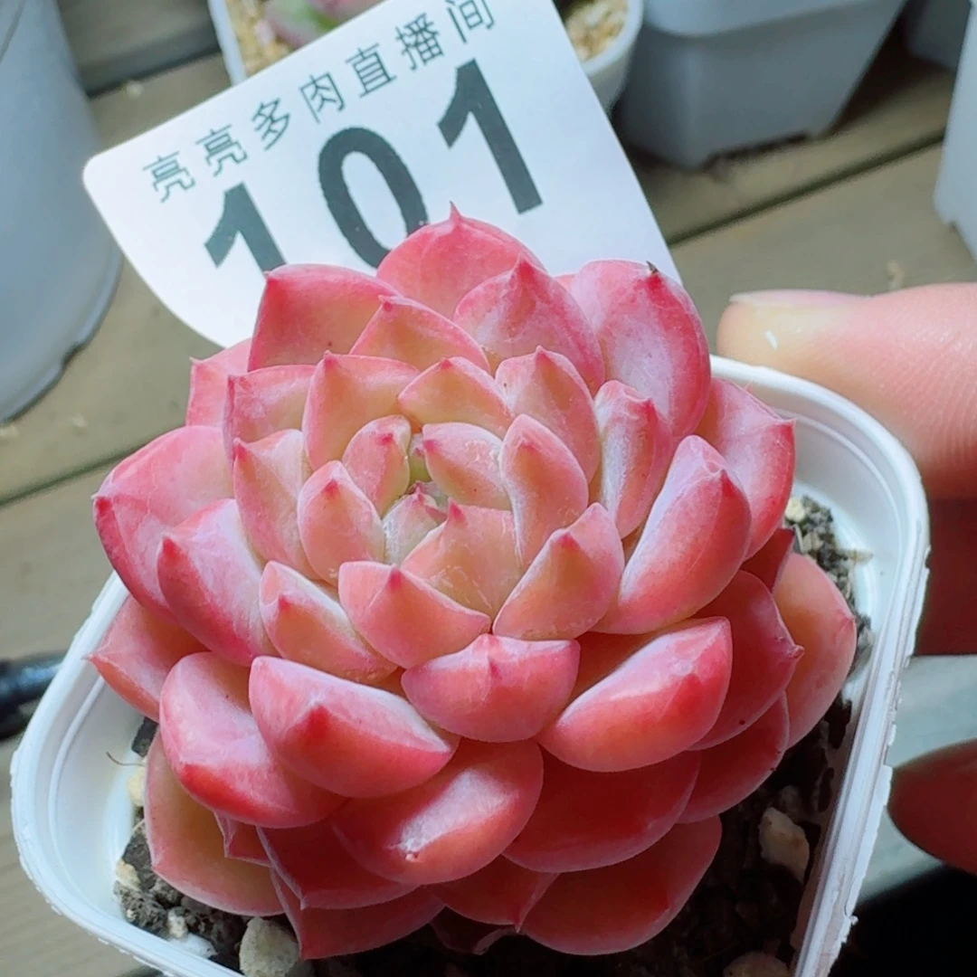 上新多肉植物