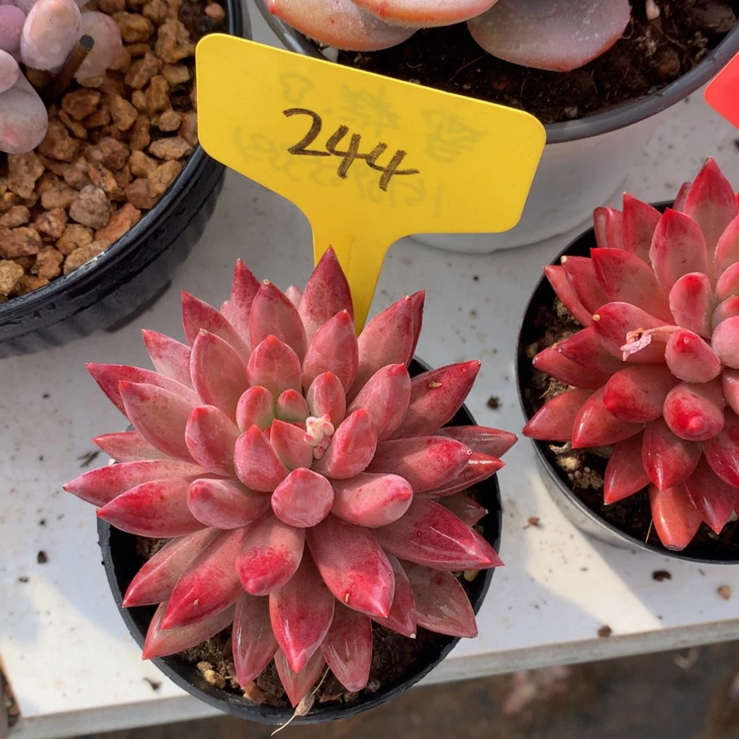 虞美人72727272727