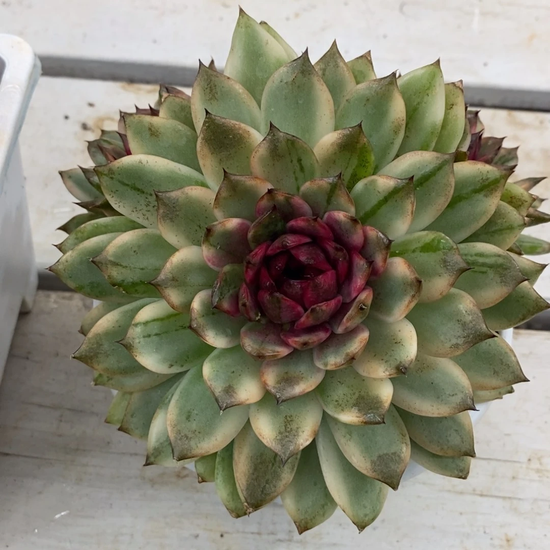 木***子黑水晶锦多肉植物