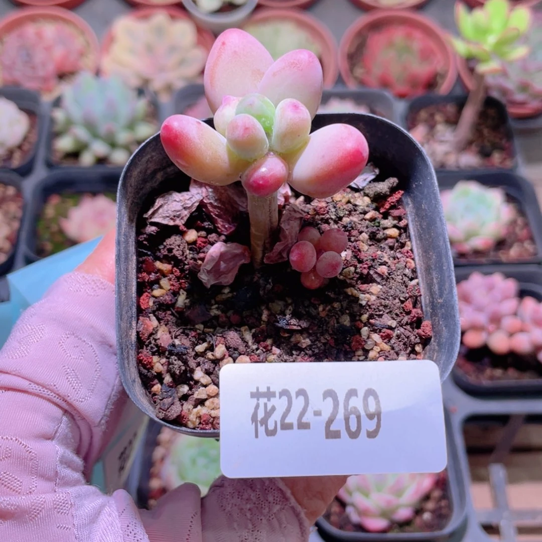 花利美22-269苹果奶