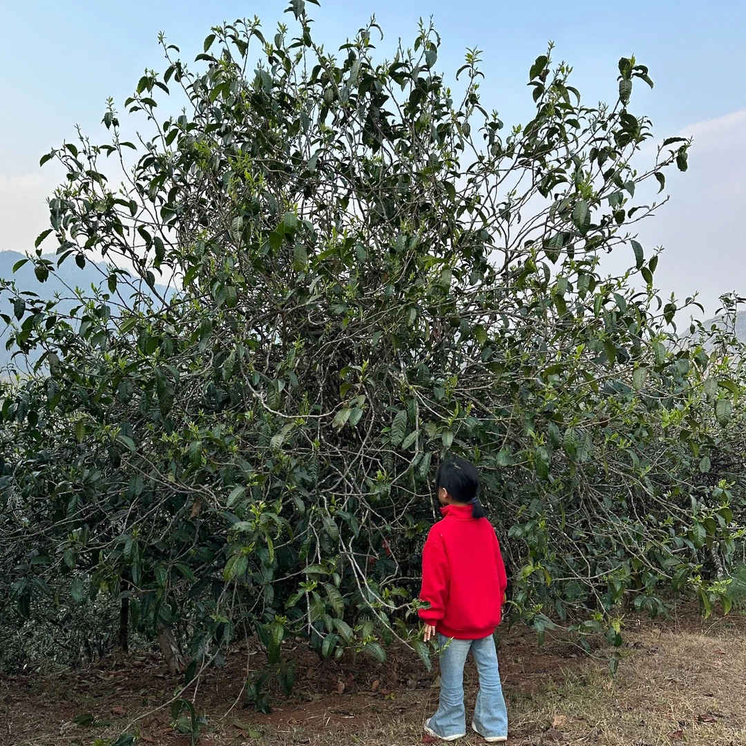云南普洱茶 临沧产区 大坡老树2025年头春茶500克 散茶