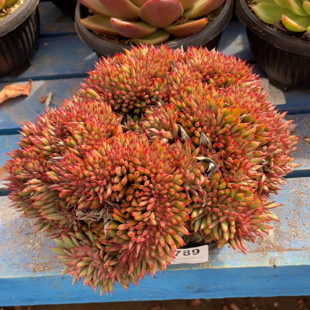 无花朵若如东云组拍B789