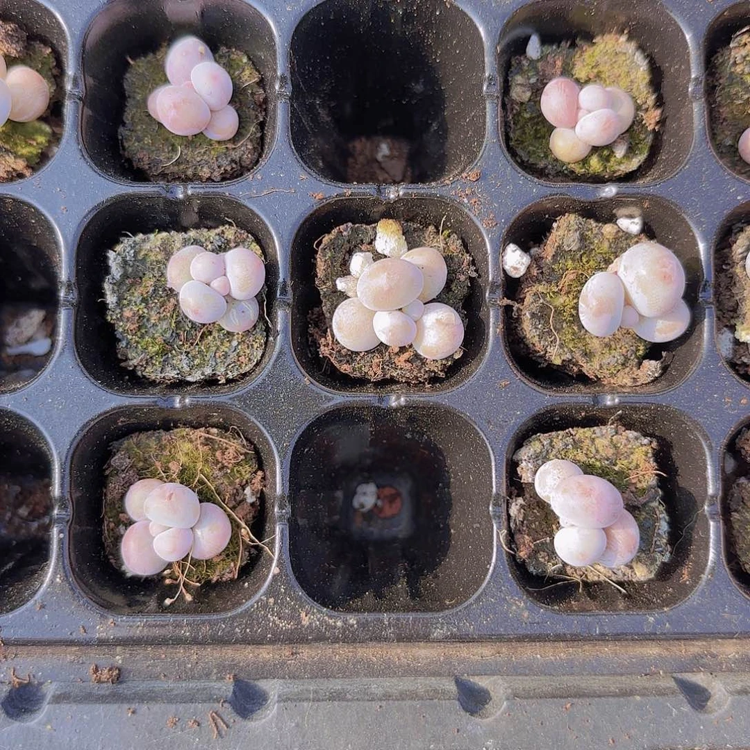 实生奶酪杂交一物一拍