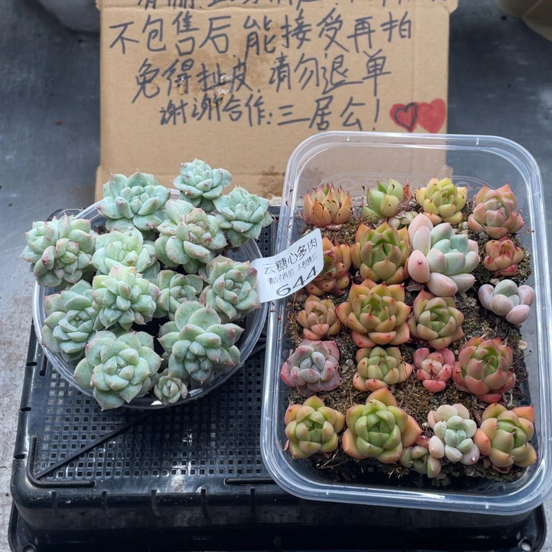 云糖心多肉植物644