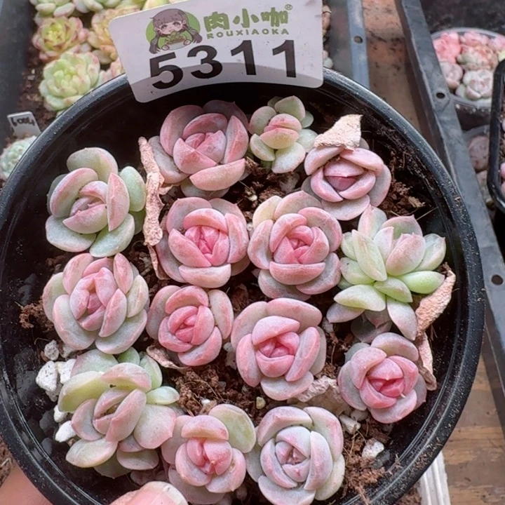 多肉植物多肉植物