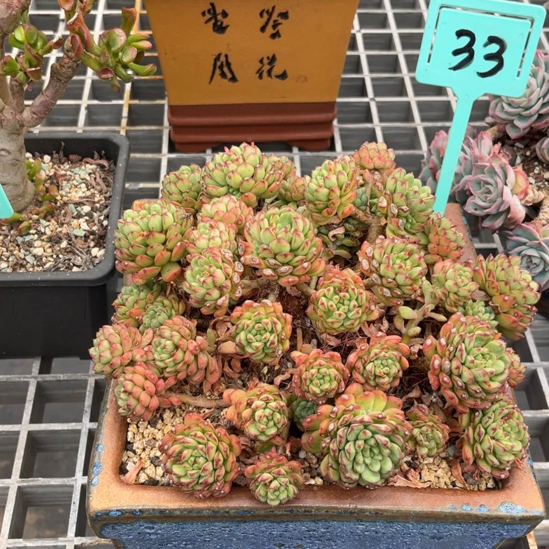 小雨多肉苹果花3号