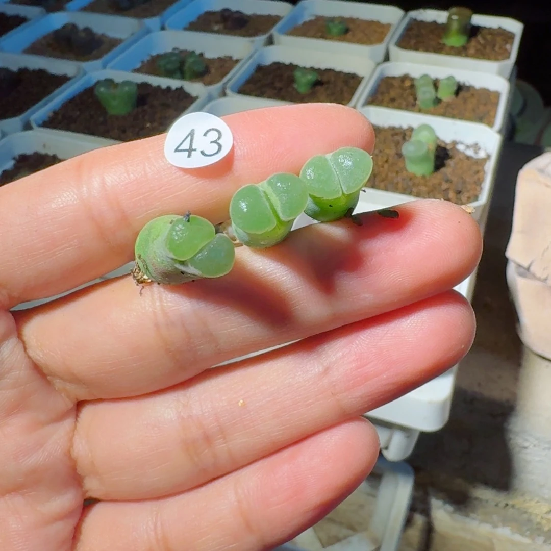 我****！43.....3月份满100发货...