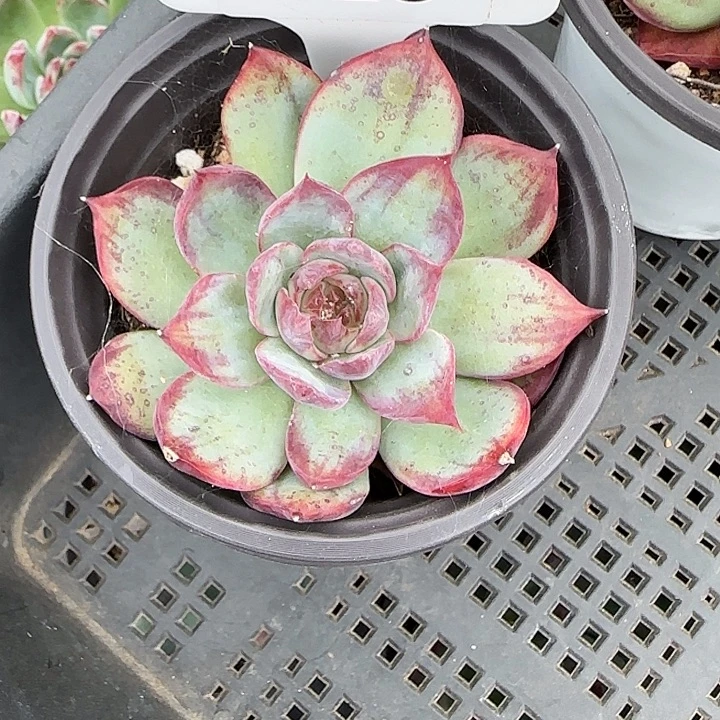 128 惊鸿仙子多肉植物