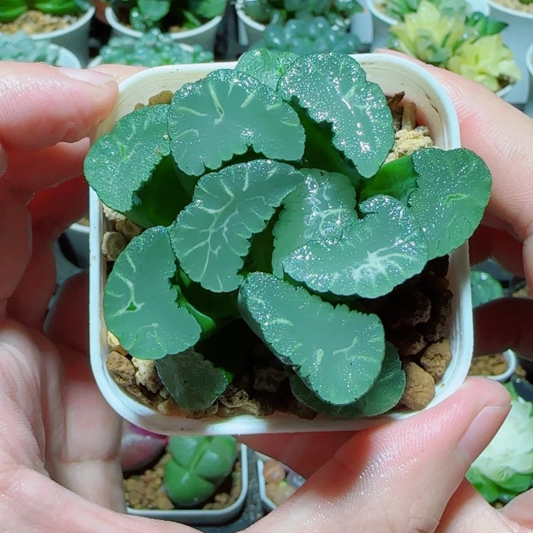 凤凰万象多肉植物