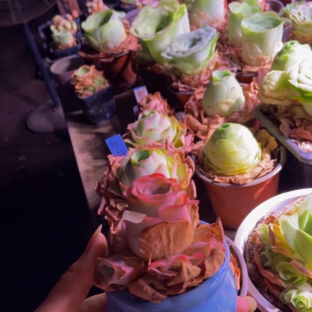 ୧****流苏337号手捧带盆分开发多肉植物