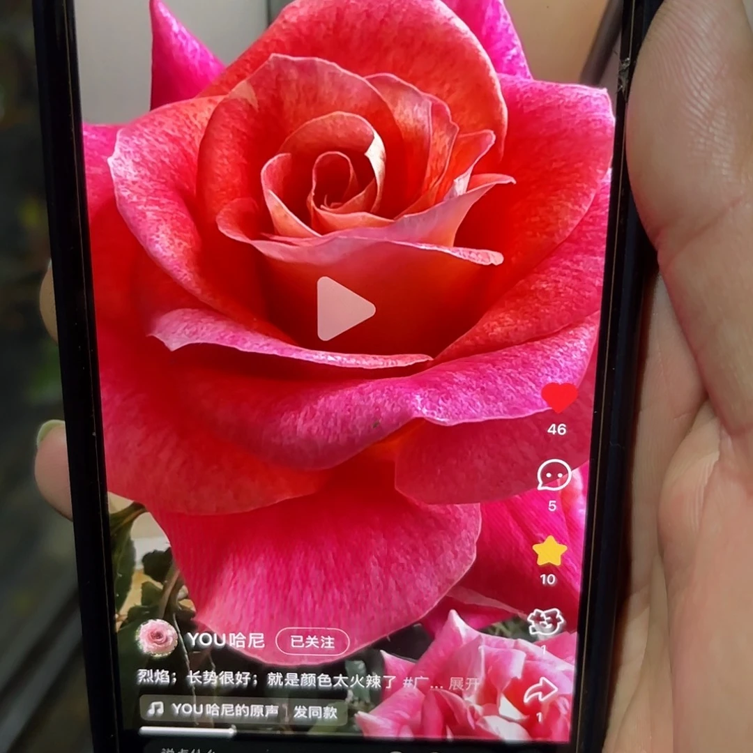 无花朵——烈艳 福利款