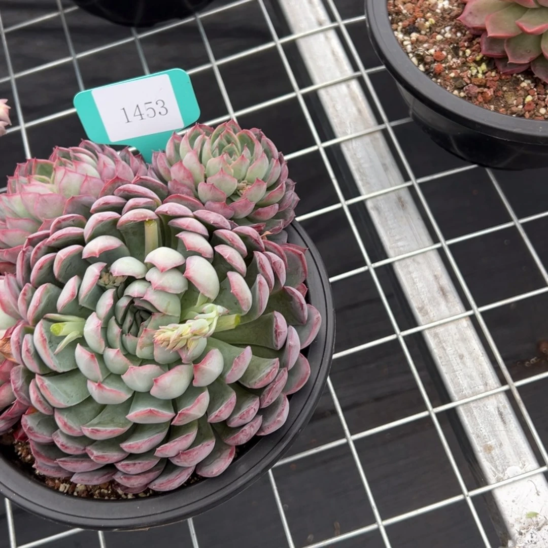 杰*1453肉多么多么多哦多哦