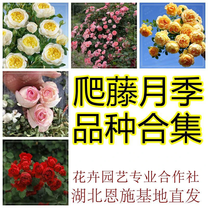 爬藤月季花藤本粉色龙沙宝石蓝色阴雨佛罗伦蒂娜蔷薇庭院扦插花苗