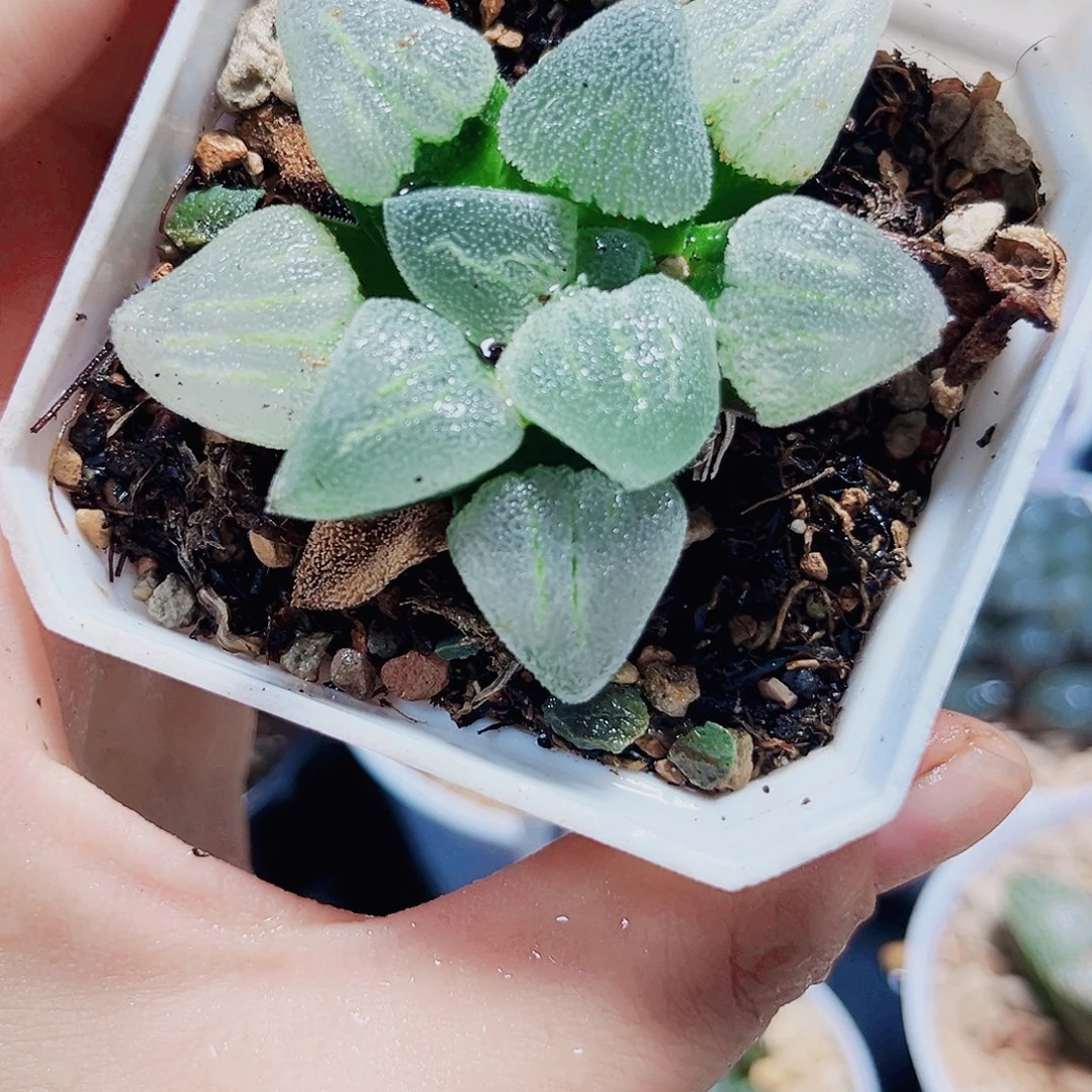 冰钻多肉植物666666