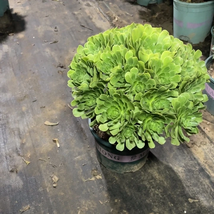 55青志多肉植物多肉