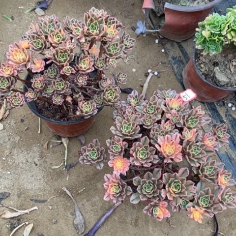 甜茶两颗一物一拍