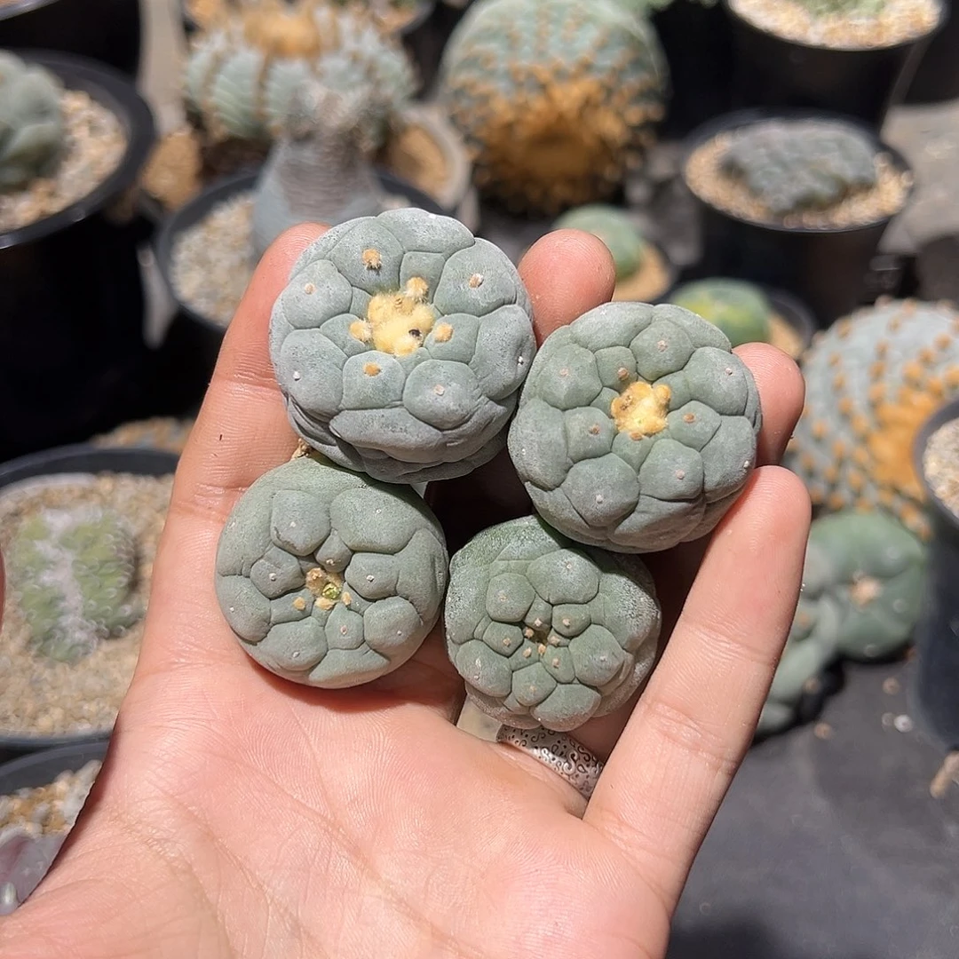 发***羊四个实生银一组 打包