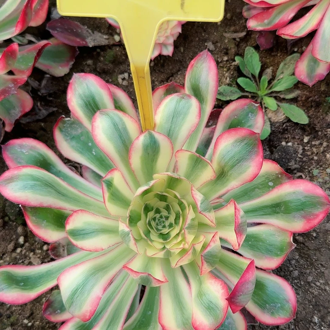 2-559--+爱丽丝多头多肉植物