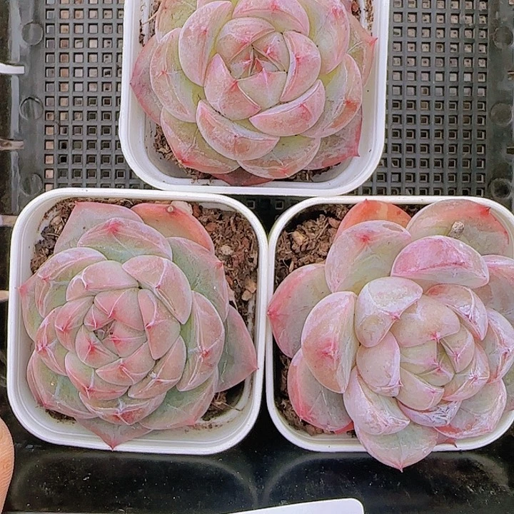 花时光精品多肉26