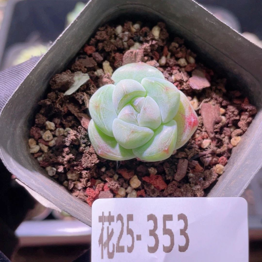 花利美25-353糖心冰玉