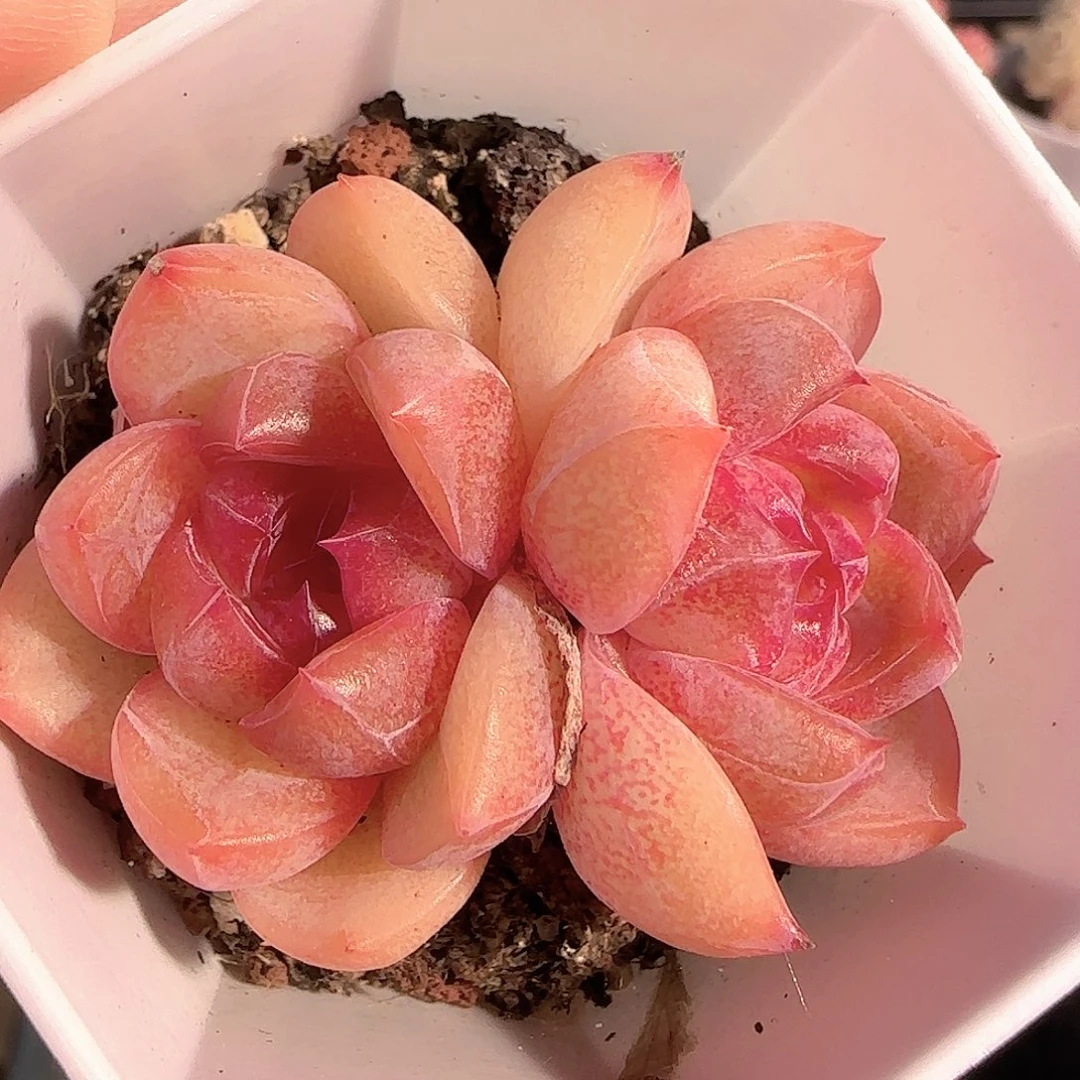 多肉1214-111钻石珍妮