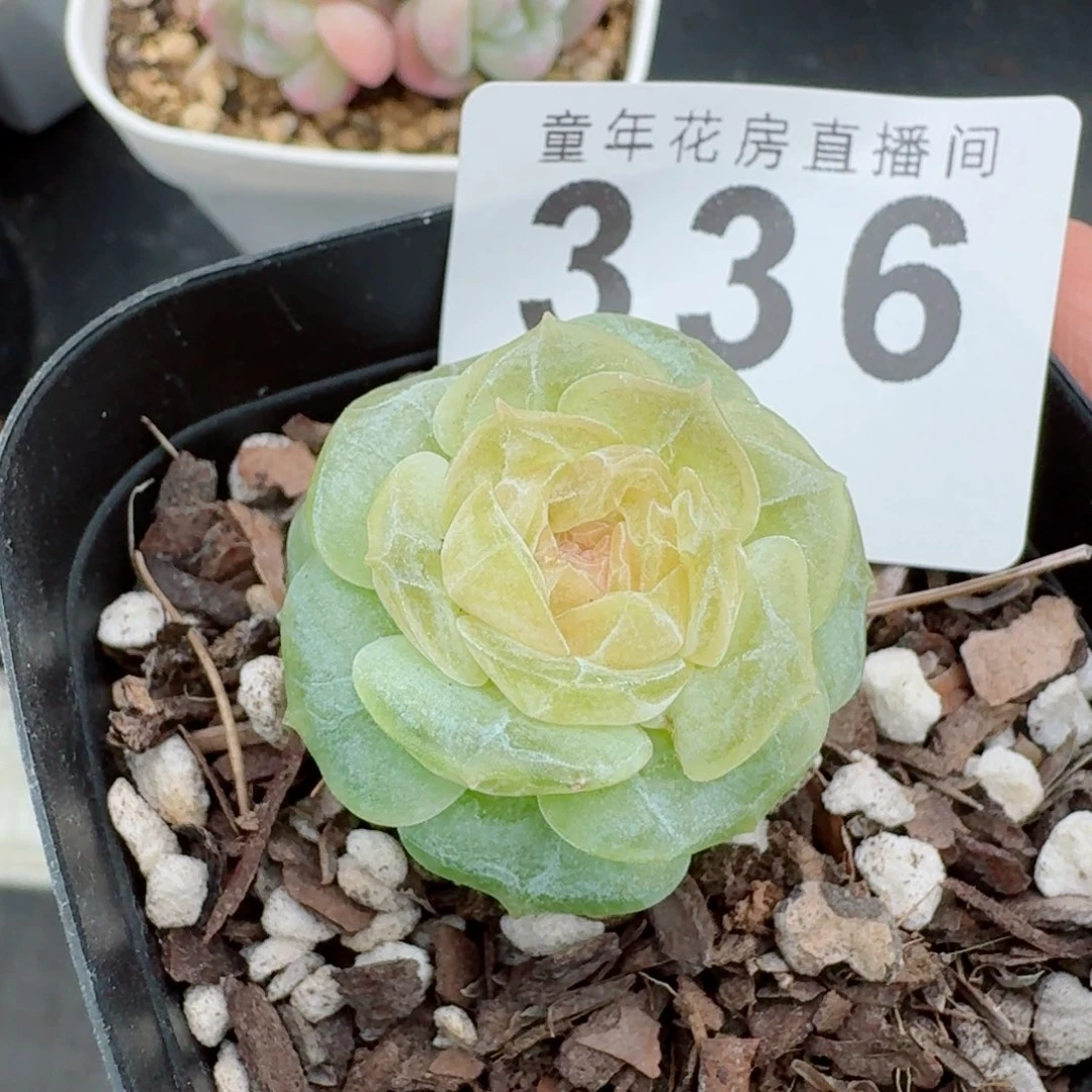 透体珍妮            精美多肉植物